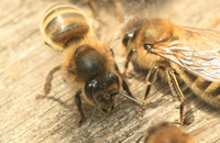 Резистентность бактерий у пчел