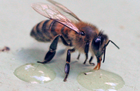 Сахара – важнейшие составляющие корма пчел