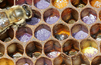 Важнейшие составляющие корма пчел