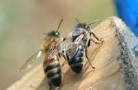 Как стареют пчелы?