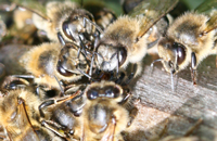 Помесные пчелы — надолго или навсегда?