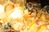 Продукты пчеловодства и атопический дерматит
