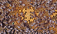 Что такое пчелиная семья?