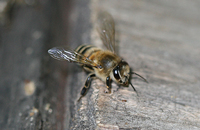 Экзоскелет и покровные ткани пчелы