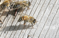 О теории Карла Фриша и о некоторых других способах пчеловодства