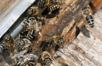 Фитогормоны и зимовка пчел