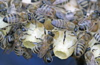 Начинающему пчеловоду