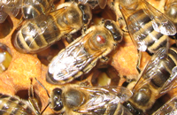 Комбинированный способ лечения пчел