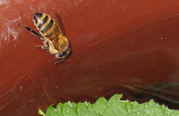Поведение пчел-водоносов