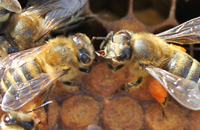 Йодохлорин при микозах пчел