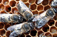 Почему пчелы складывают пыльцу в трутневые ячейки?