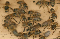 Взбунтовавшиеся пчелы