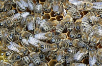 Воздействие элеутерококка и аралии на организм пчел
