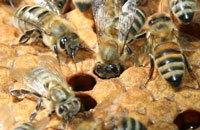 Эликсир молодости медоносных пчел
