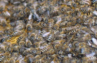 Экстерьерные признаки пчел Курской области