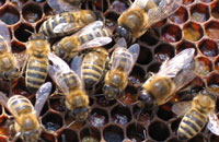 пчелы и трутни