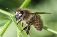 Флоромиграция среднерусской породы пчел
