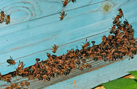 Приусадебное пчеловодство 
