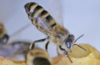 Оценка экстерьера пчел в пасечных условиях