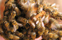 Защитные свойства пчелиного яда