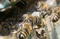 Западная Сибирь: результаты интродукции медоносных пчел