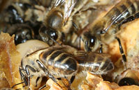 Изменчивость экстерьера дальневосточных пчел