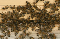 Терморегуляция пчел и пчелиный яд