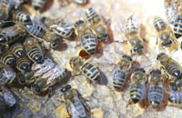 Новые сведения о созревании меда в гнезде пчел