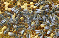 пчелы