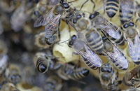 Проблемы начинающих пчеловодов