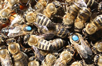 Двухматочное содержание пчел