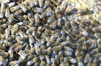 Объединение пчелиных семей осенью (1)