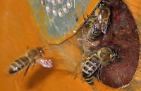 Летная деятельность пчел разных пород