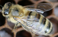 Аномалии жилкования крыльев у пчел Apis mellifera L.