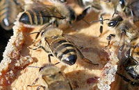 Болезни пчел и их предупреждение