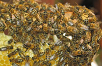 Селекция пчел: достижения и задачи