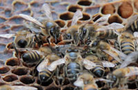 Структура пчелиной семьи и вывод маток