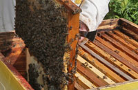 Действие кумафоса на маток и пчел