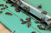 Перегон пчелиных семей при аскосферозе 