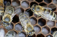Среднерусские пчелы — самые лучшие 