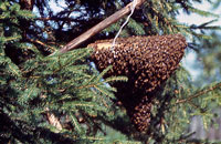 Ройливость местных пчел Алтая 