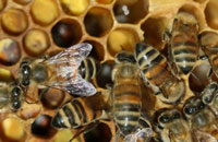 Наш метод работы с пчелами
