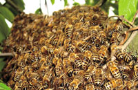 роение пчел