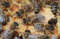 Биологический метод борьбы с болезнями пчел