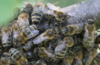 Роятся пчелы