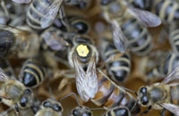 Радиация и пчелы (окончание) - журнал Пчеловодство