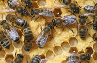 пчелы на расплодных сотах