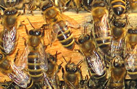 Продолжительность жизни особей пчелиной семьи