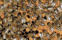 Помогите пчелам выбрать улей