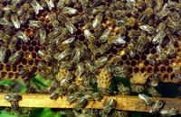 вывод маток, пчелы на сотах